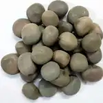 Karanja Seeds